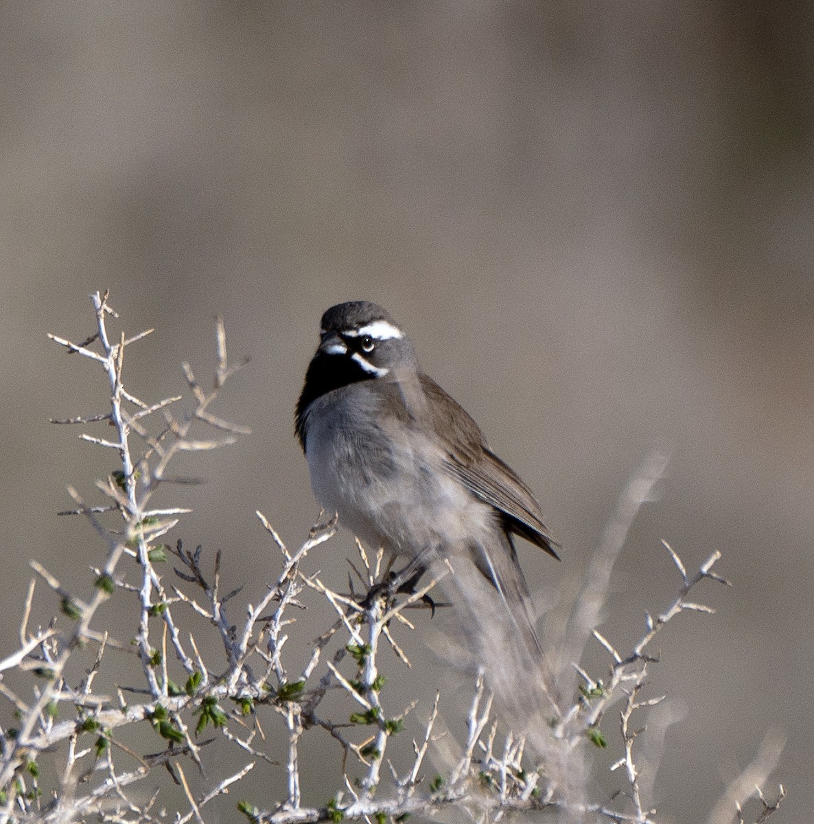 Black-throated Sparrow - ML563893741