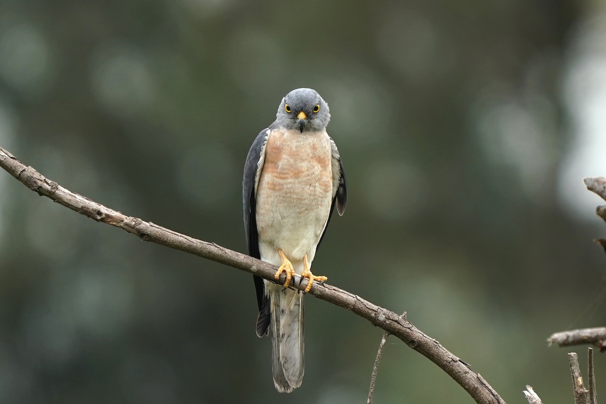 Chinese Sparrowhawk - ML563895311