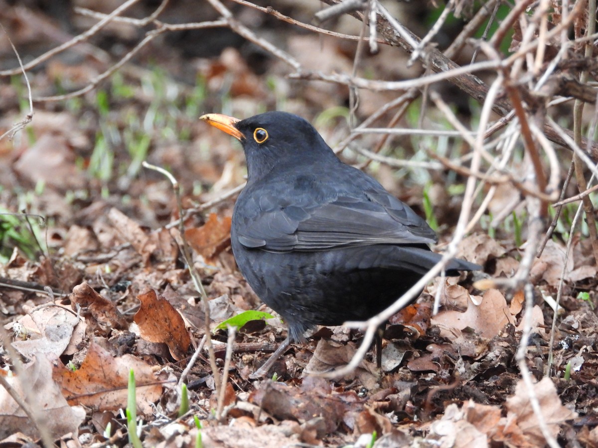 Eurasian Blackbird - ML563896001