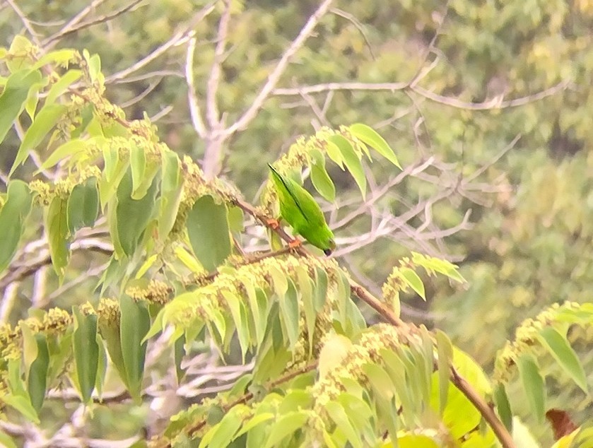 Sulawesi Hanging-Parrot - ML563896361