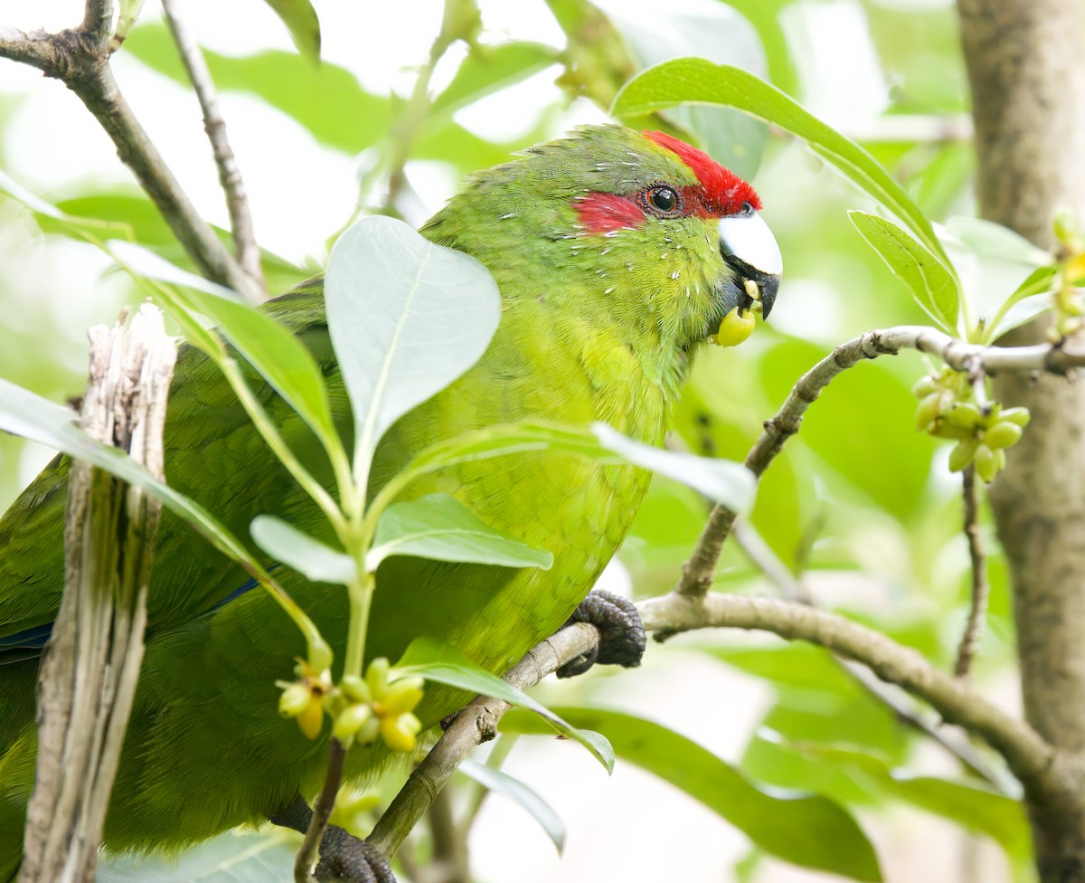 Red-crowned Parakeet - ML563899521