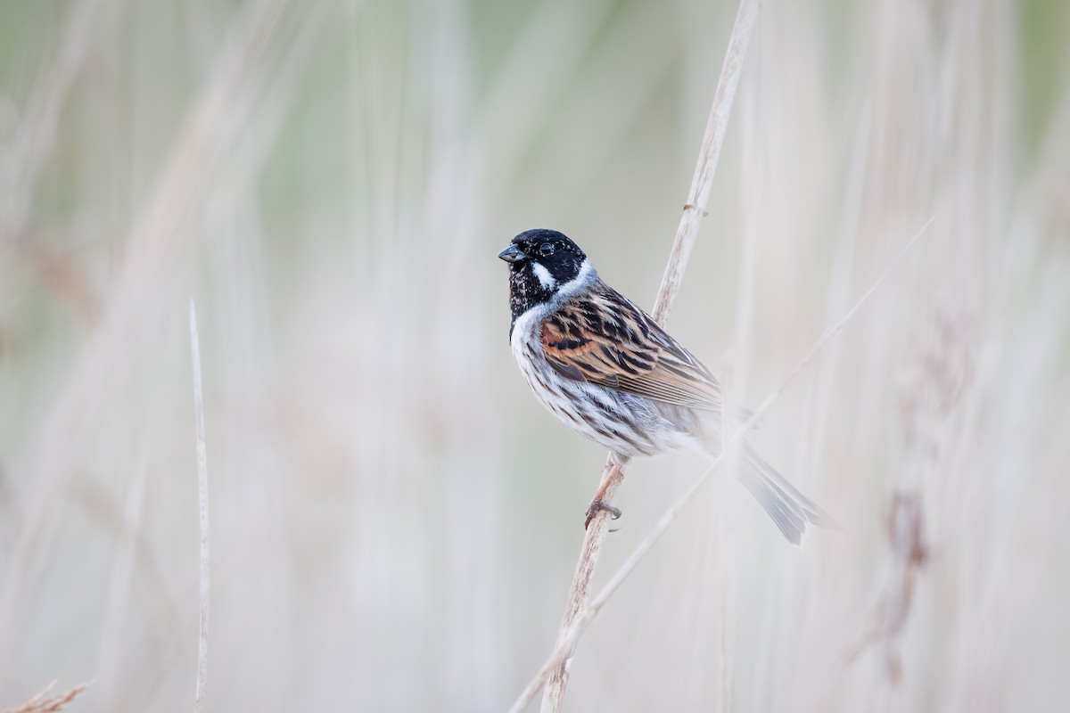 Reed Bunting - Tim Emmerzaal