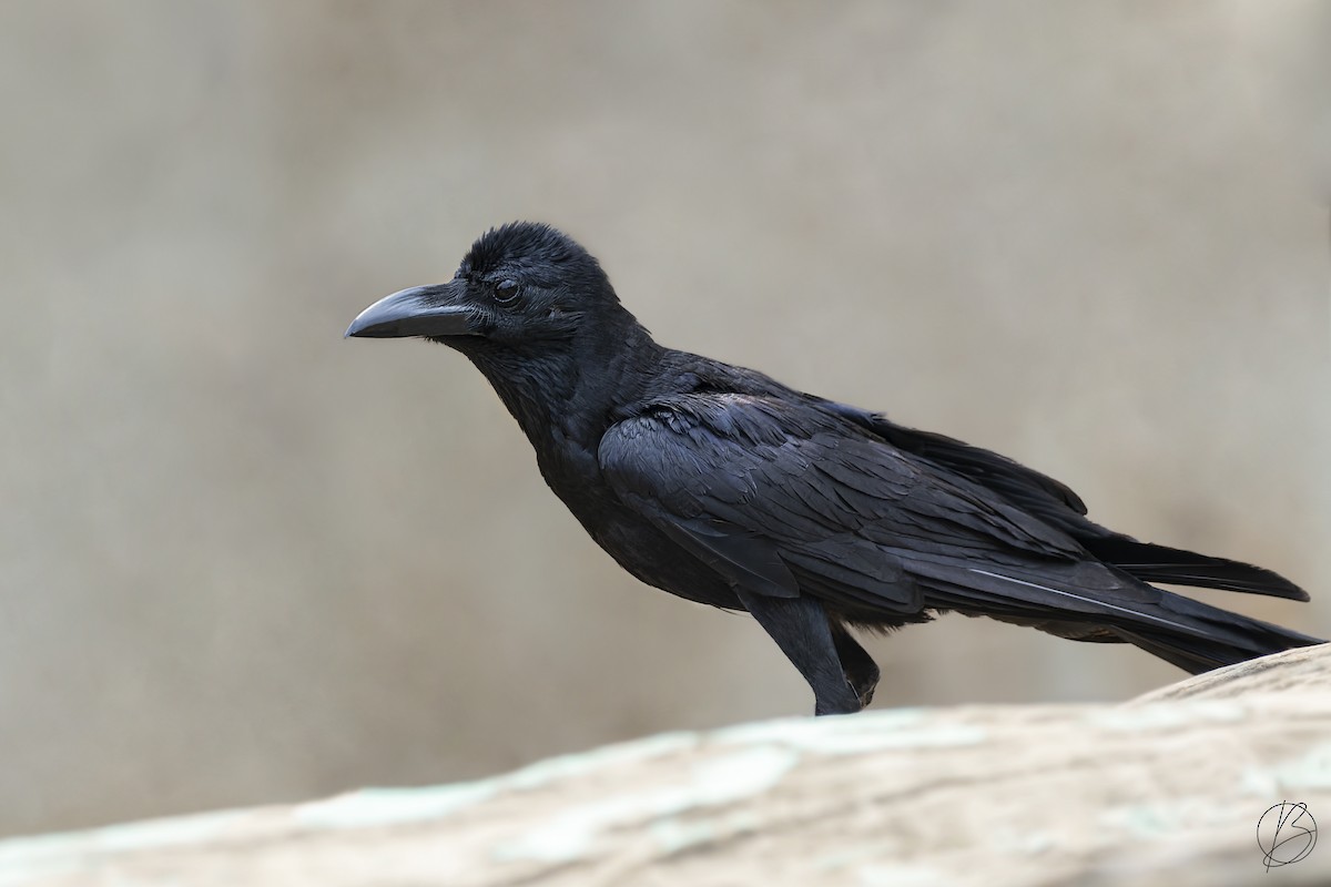 Large-billed Crow (Eastern) - ML563903951