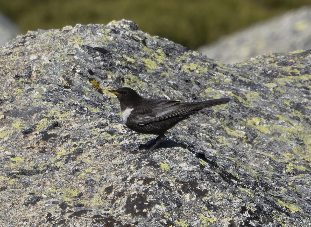 Ring Ouzel (Northern) - ML563907971