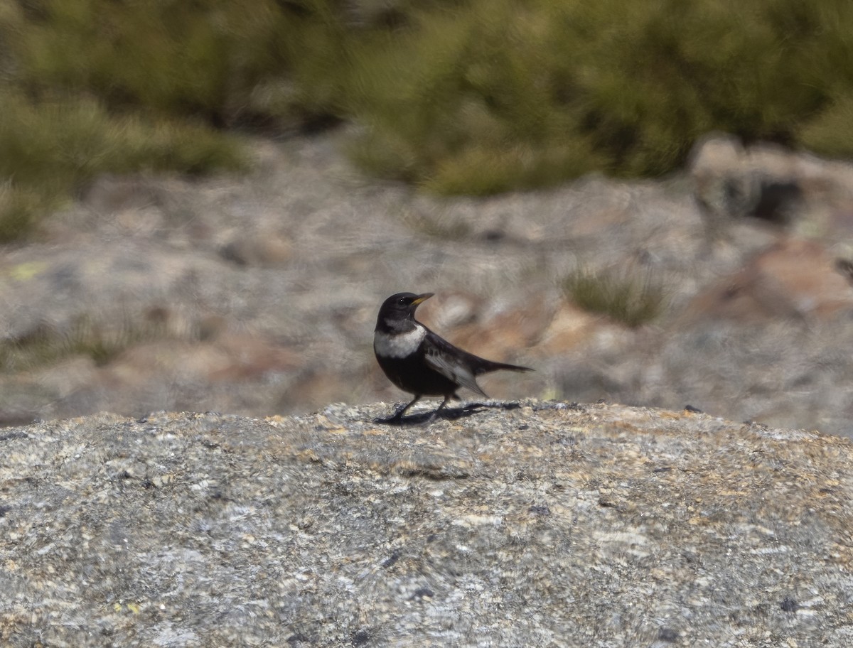 Ring Ouzel (Northern) - ML563907981