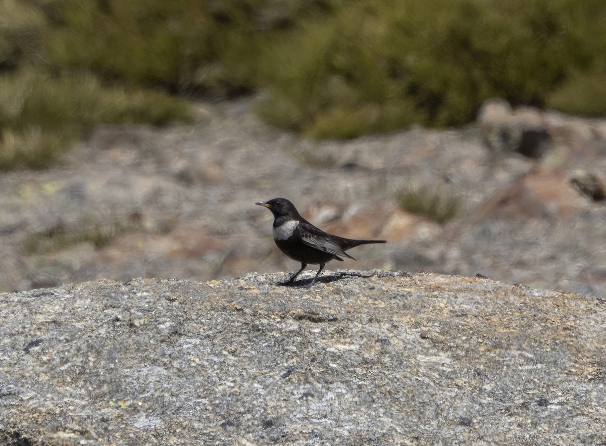 Ring Ouzel (Northern) - ML563907991