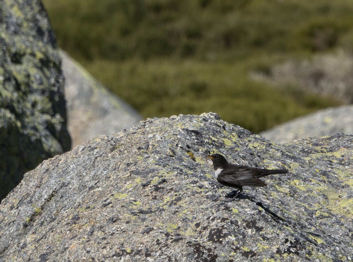 Ring Ouzel (Northern) - ML563908001