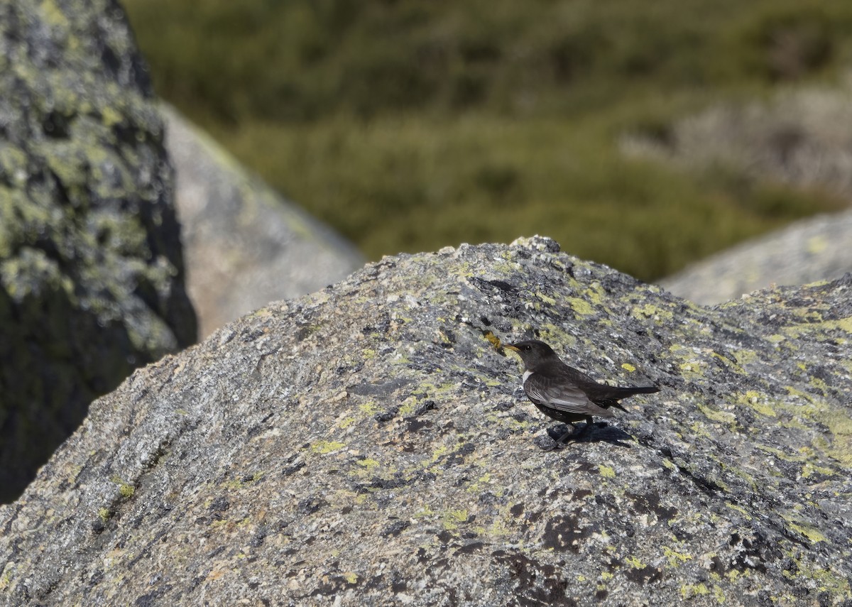 Ring Ouzel (Northern) - ML563908011