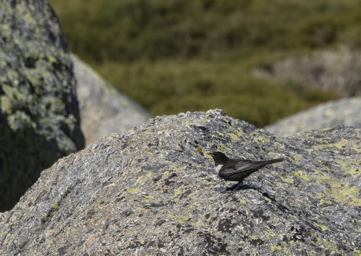 Ring Ouzel (Northern) - ML563908021
