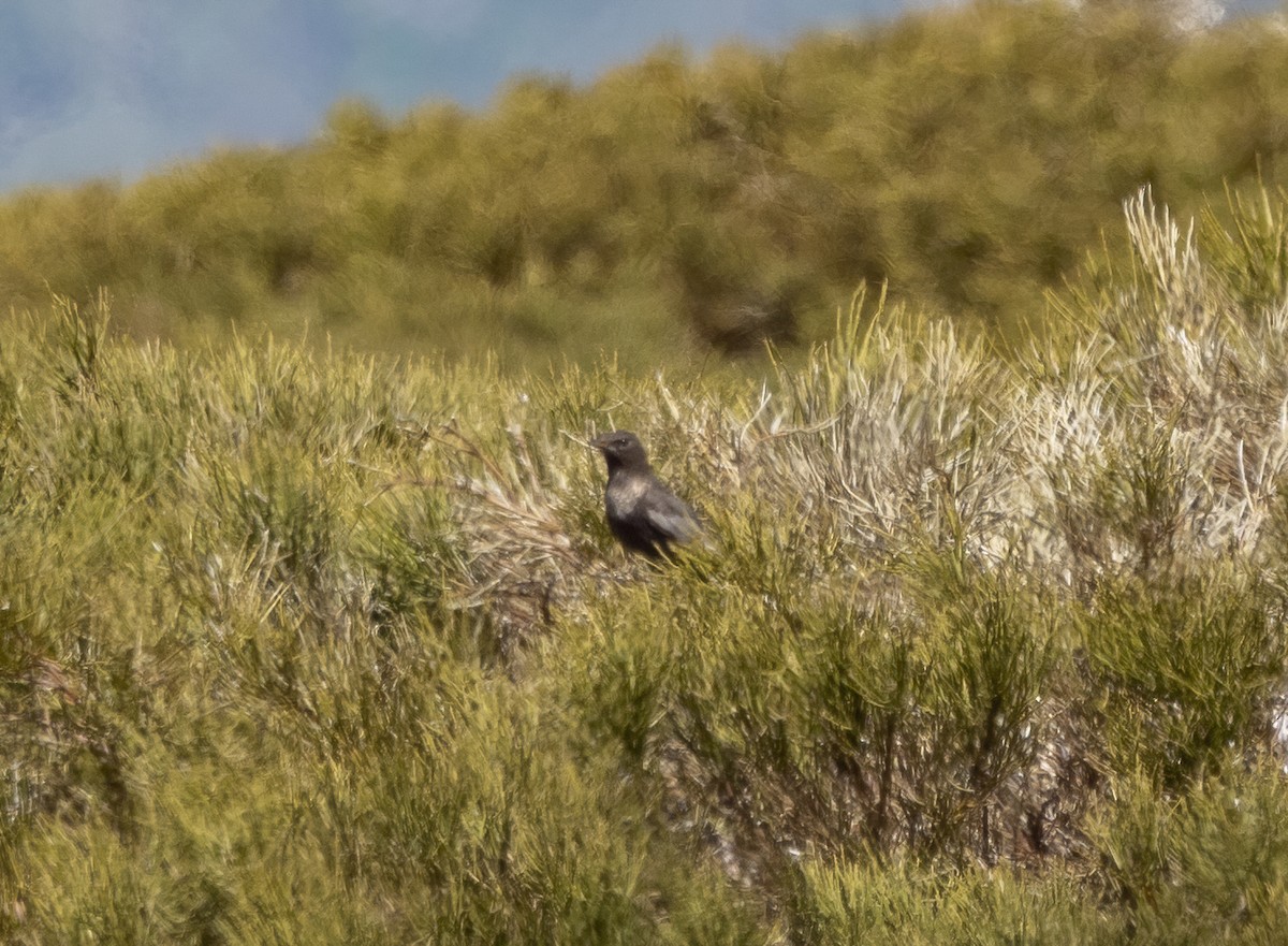 Ring Ouzel (Northern) - ML563908111