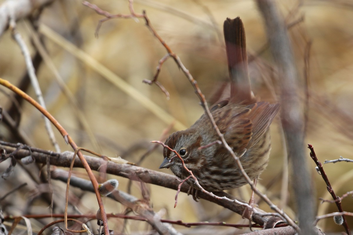 Song Sparrow (montana/merrilli) - Cameron Eckert