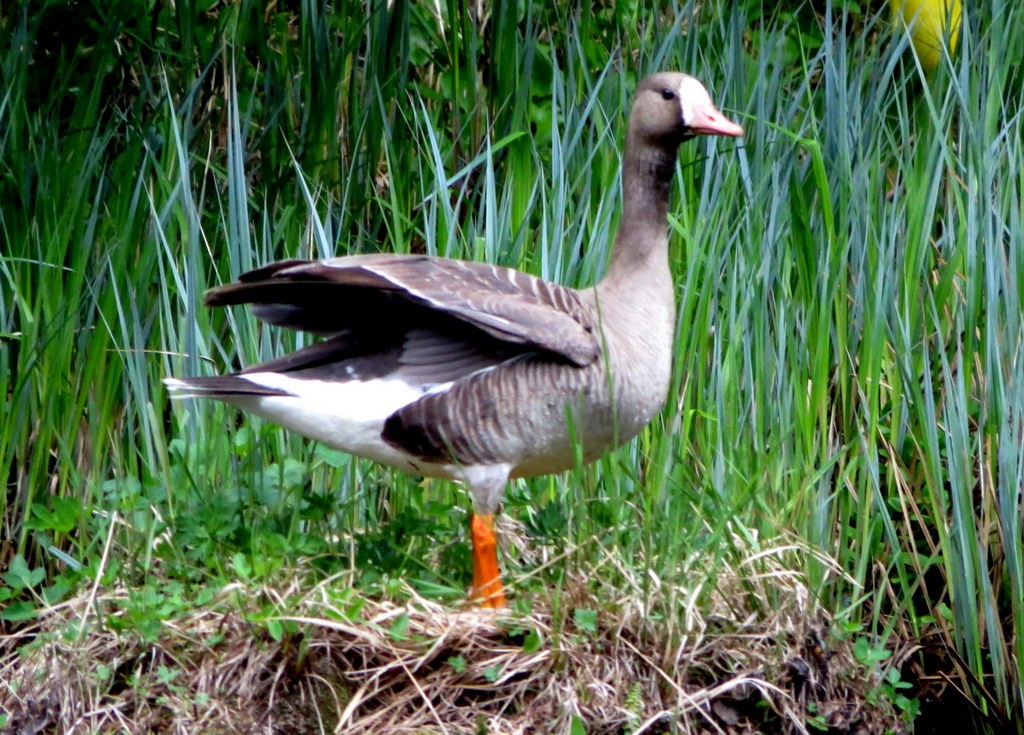 Greater White-fronted Goose - ML56391031