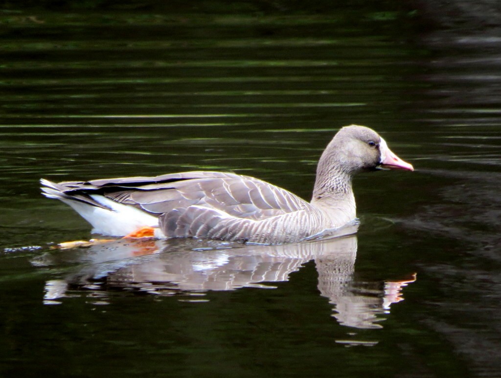 Greater White-fronted Goose - ML56391041