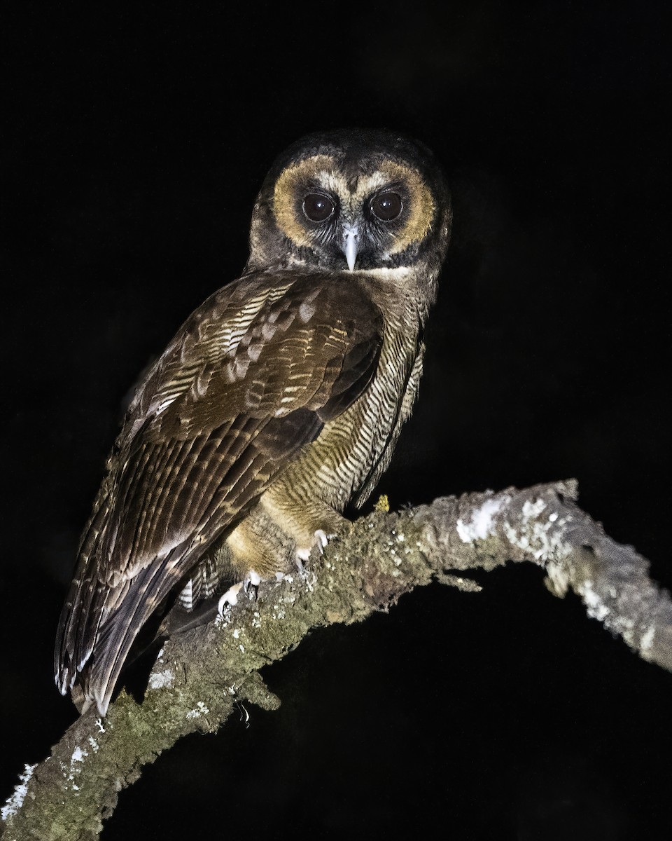 Brown Wood-Owl - ML563915341