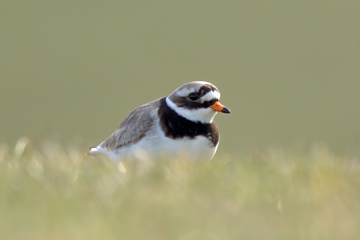 Common Ringed Plover - ML563916161