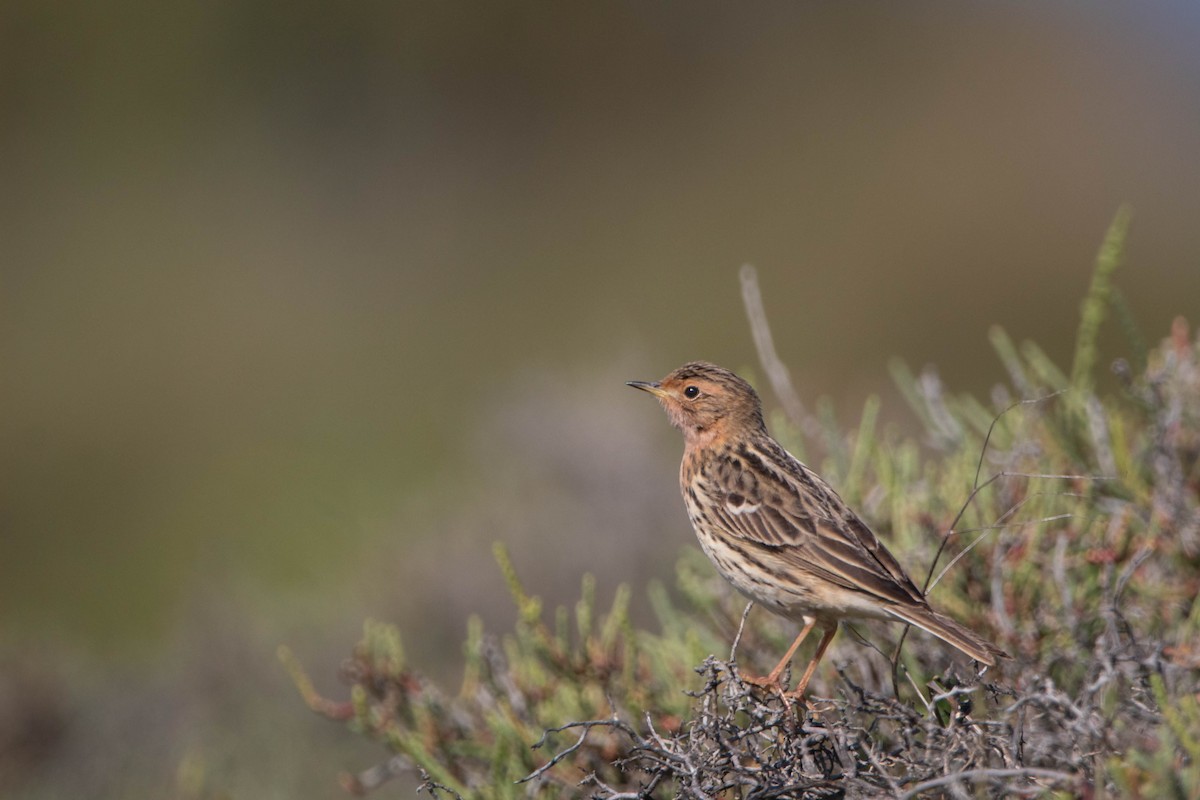 Red-throated Pipit - ML563916671