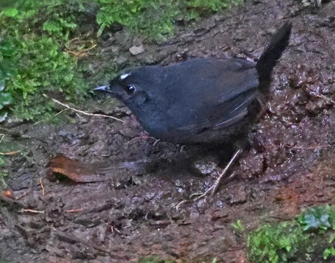 White-crowned Tapaculo - ML563923111
