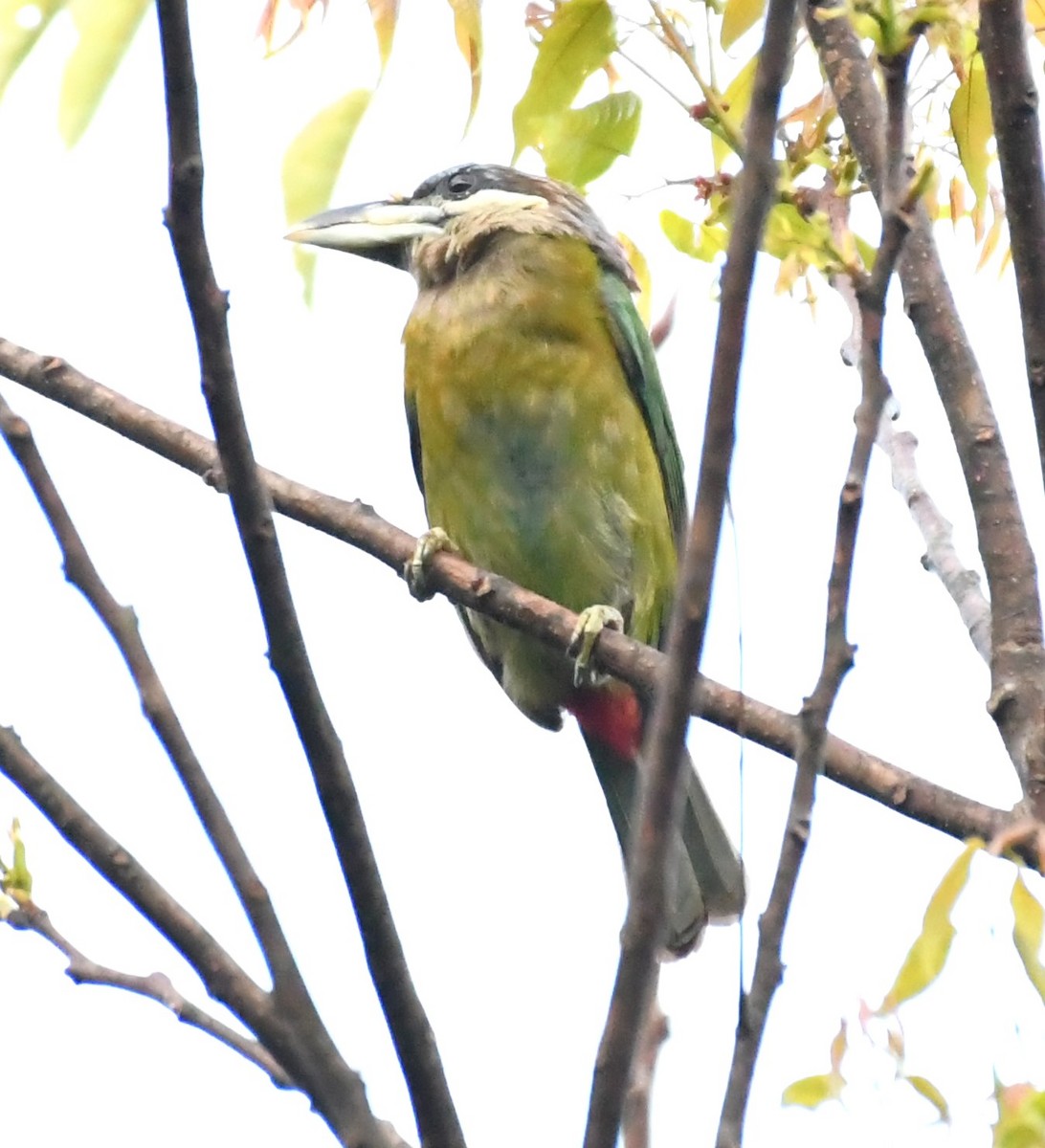 Red-vented Barbet - ML563925681