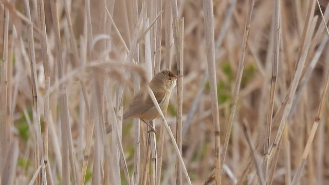 Common Reed Warbler - ML563928581