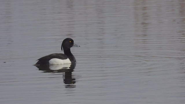 Tufted Duck - ML563928721
