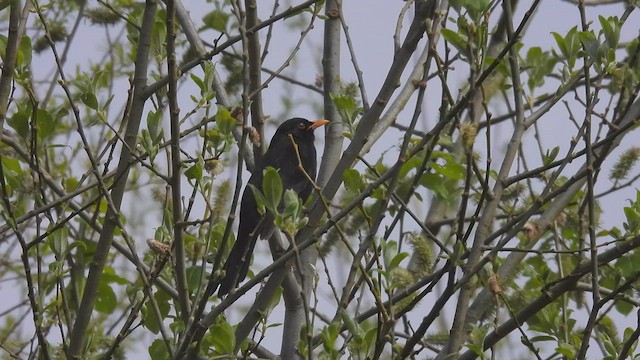 Eurasian Blackbird - ML563928861