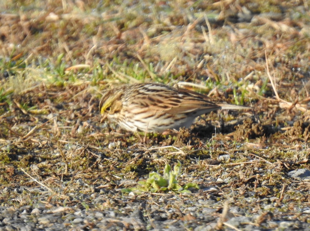 Savannah Sparrow - ML563931111