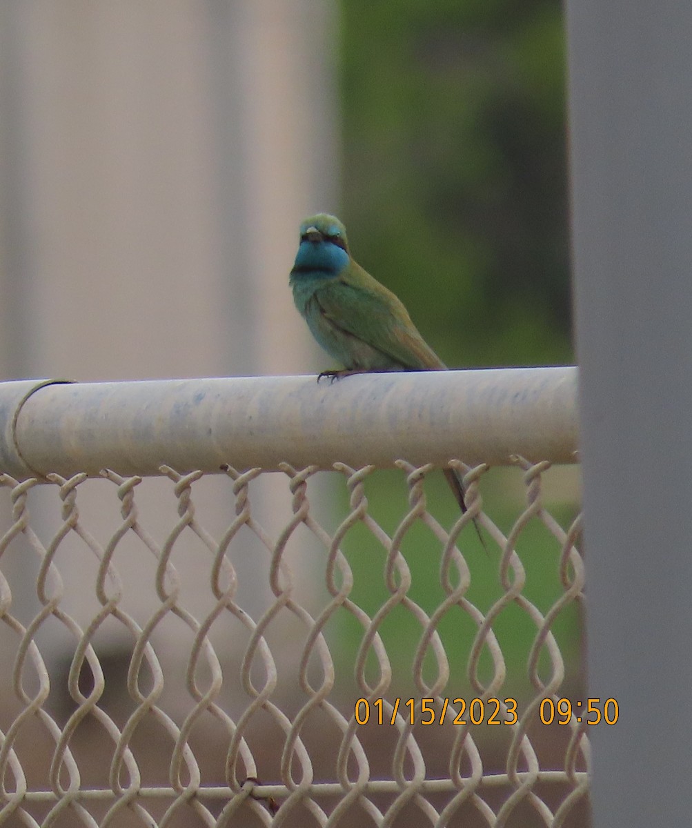 Arabian Green Bee-eater - ML563931551