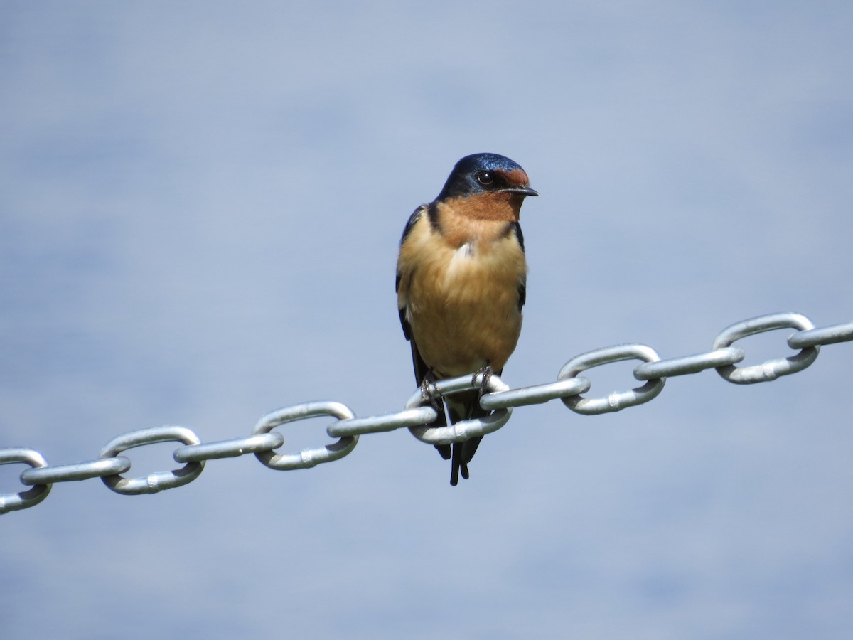 Barn Swallow (American) - ML56393231