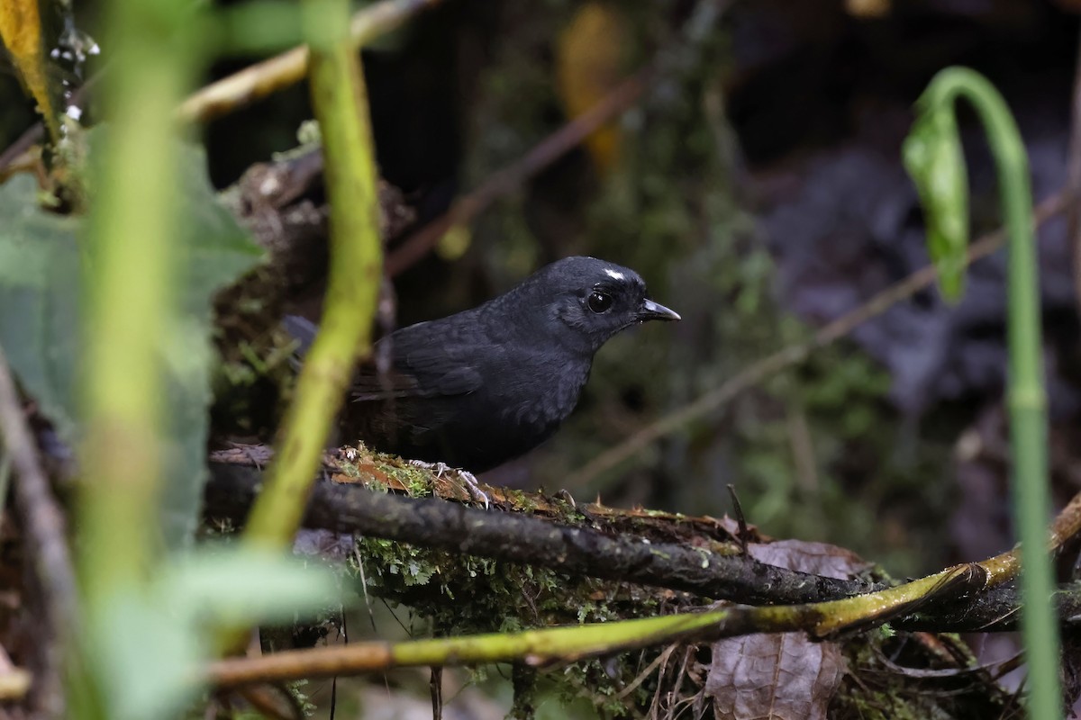 White-crowned Tapaculo - Daniel Branch