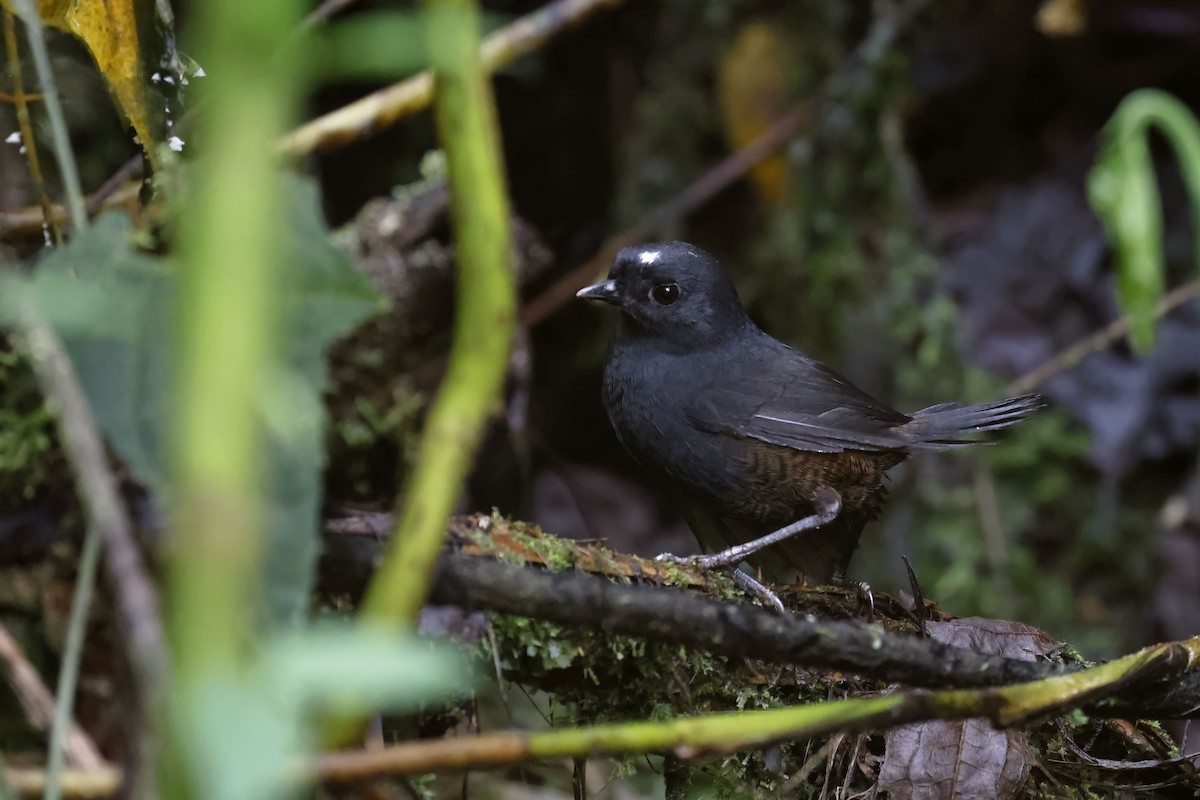 White-crowned Tapaculo - ML563932671