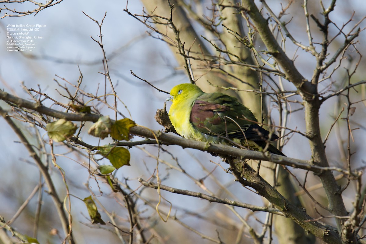 White-bellied Green-Pigeon - ML56393421