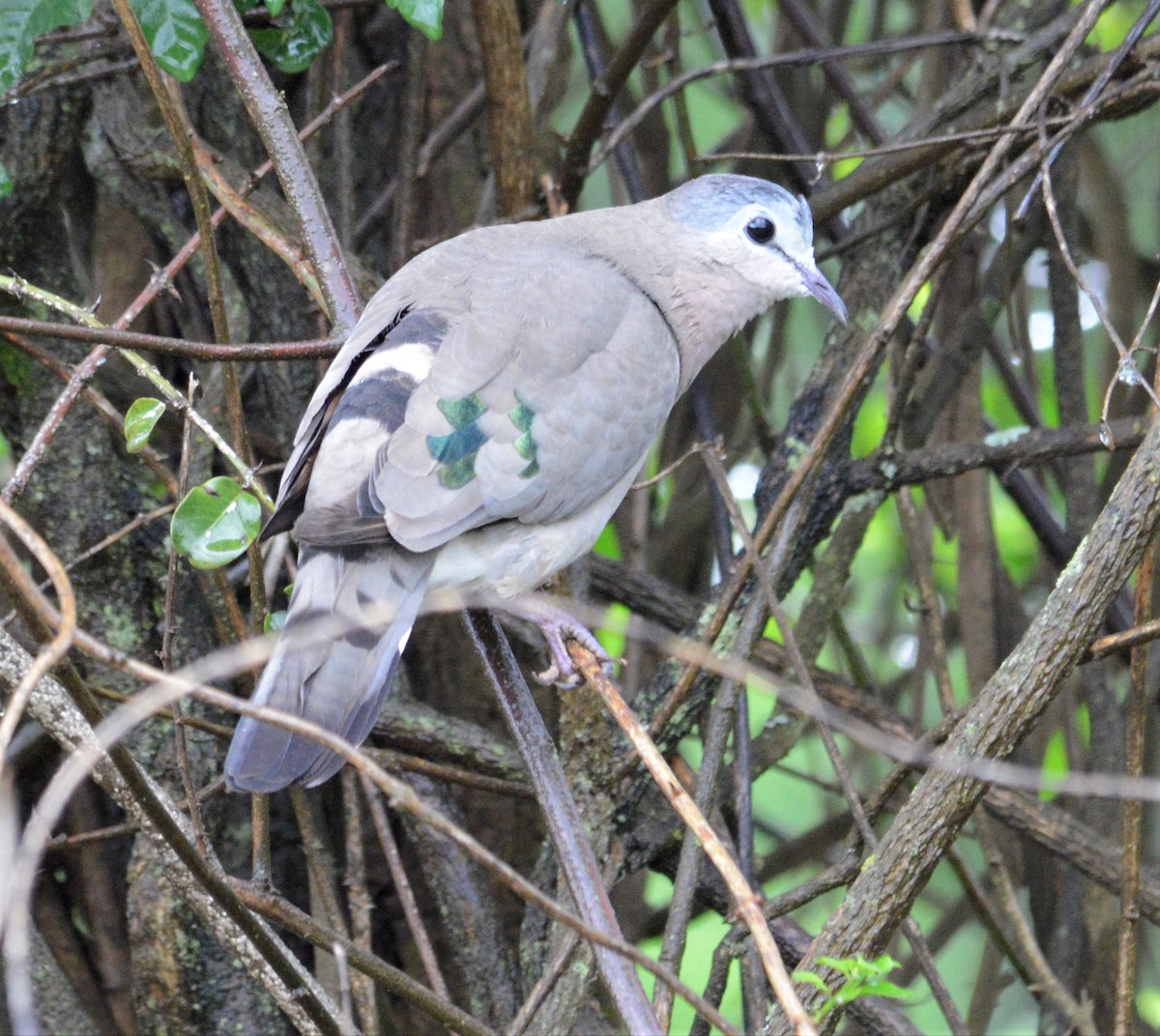 Emerald-spotted Wood-Dove - ML563941271