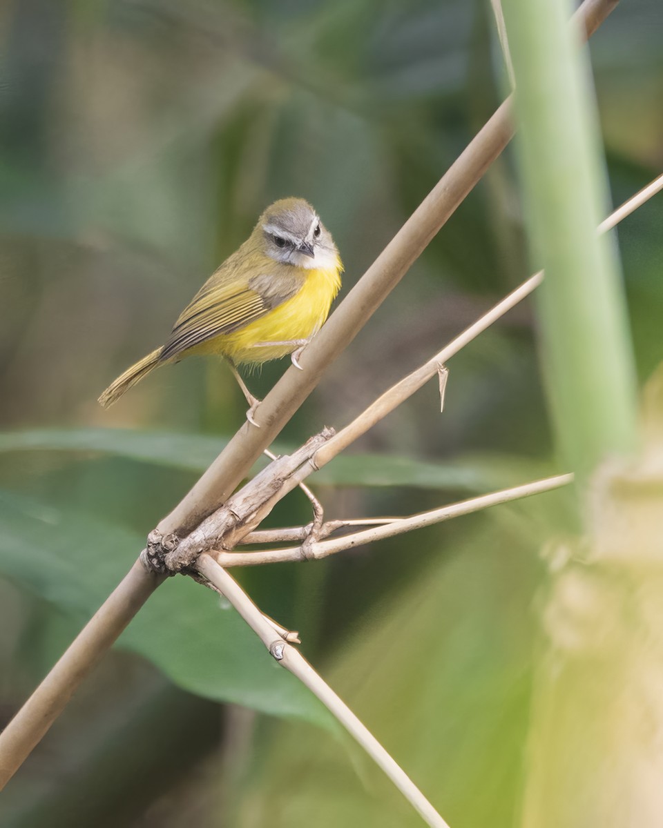 Yellow-bellied Warbler - ML563941911