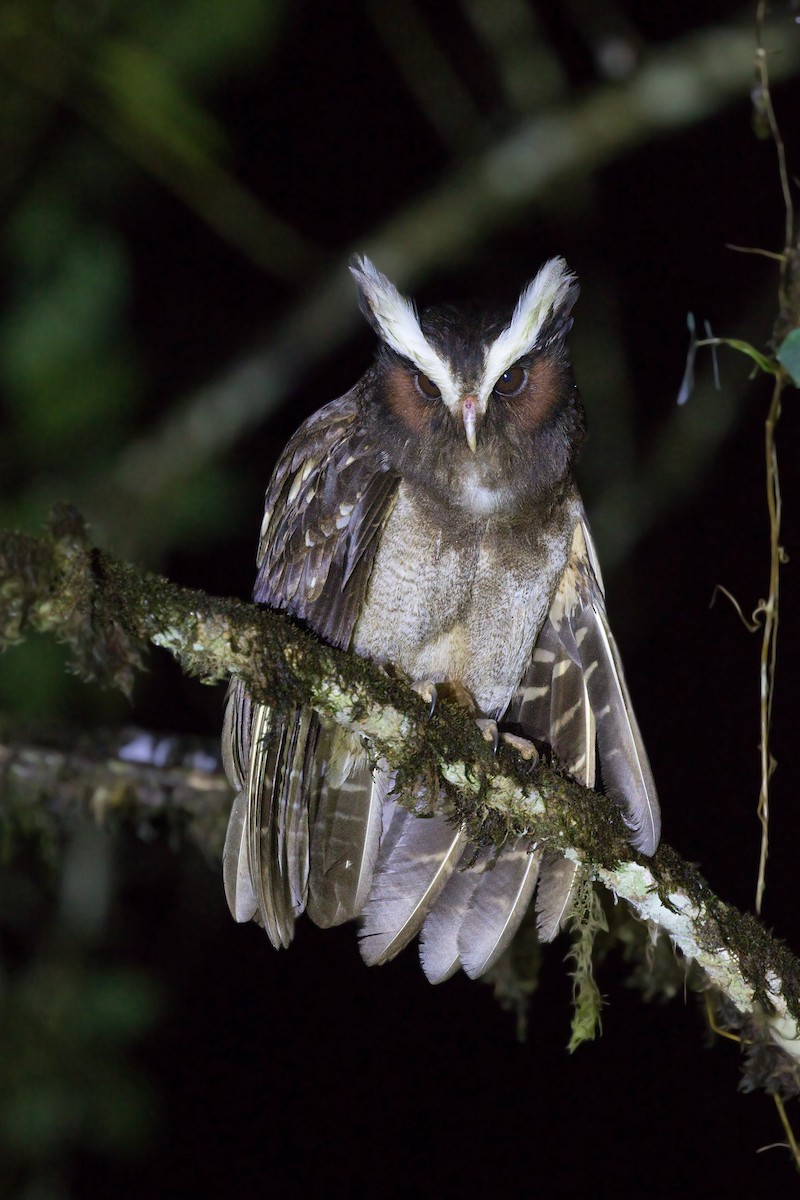 Crested Owl - Michel Gutierrez