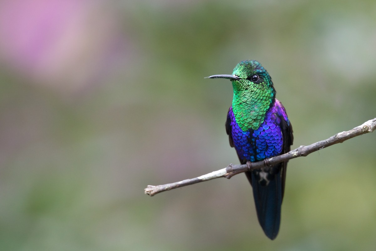 kolibřík vidloocasý [skupina fannyae] - ML563943061
