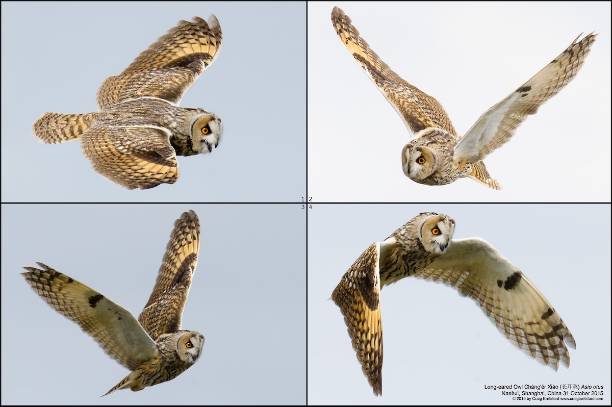 Long-eared Owl - ML56394411