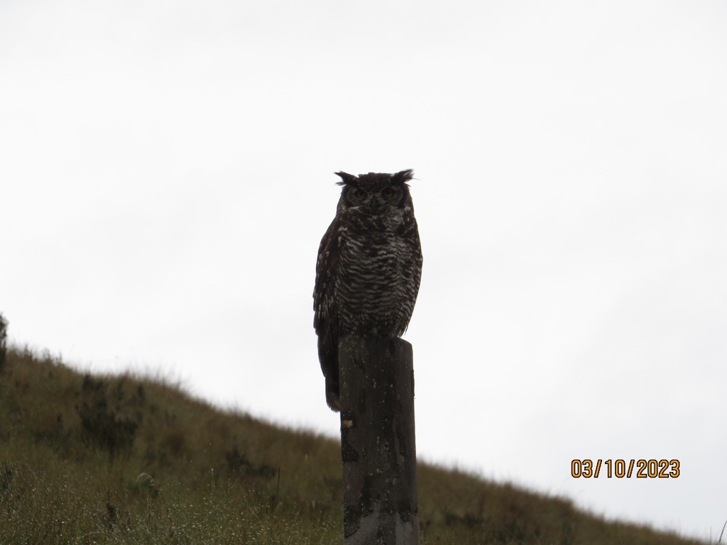 Great Horned Owl - ML563946971