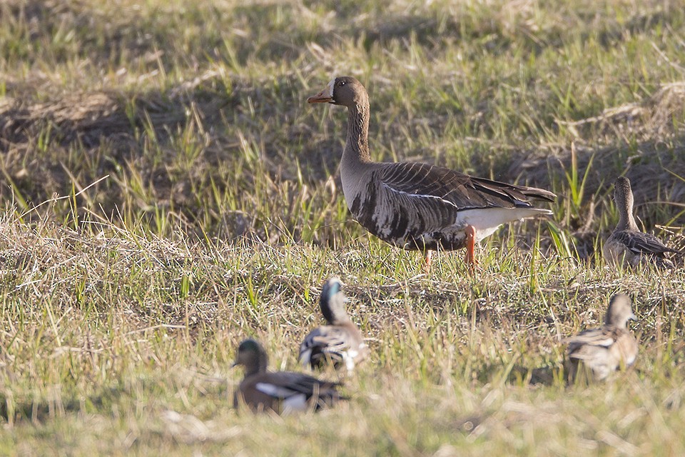 Greater White-fronted Goose - Jeff Dyck