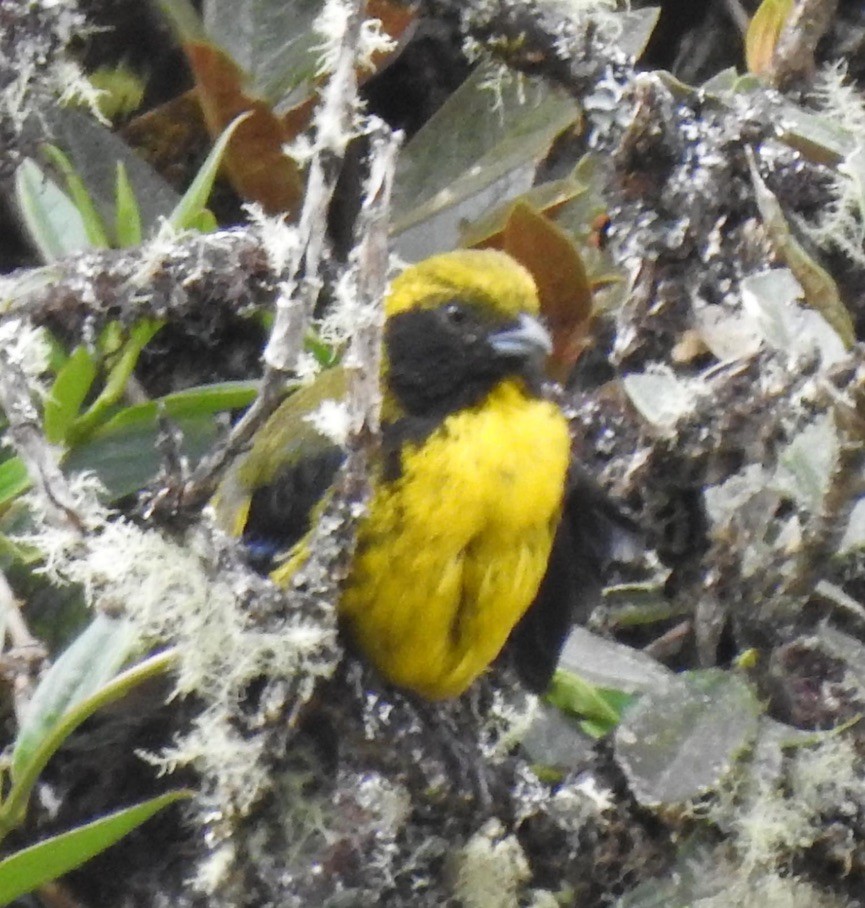 Masked Mountain Tanager - ML563948441