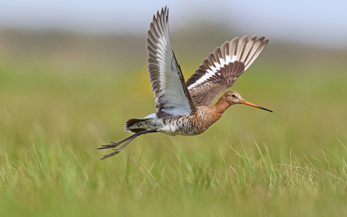 Black-tailed Godwit (European) - eBird