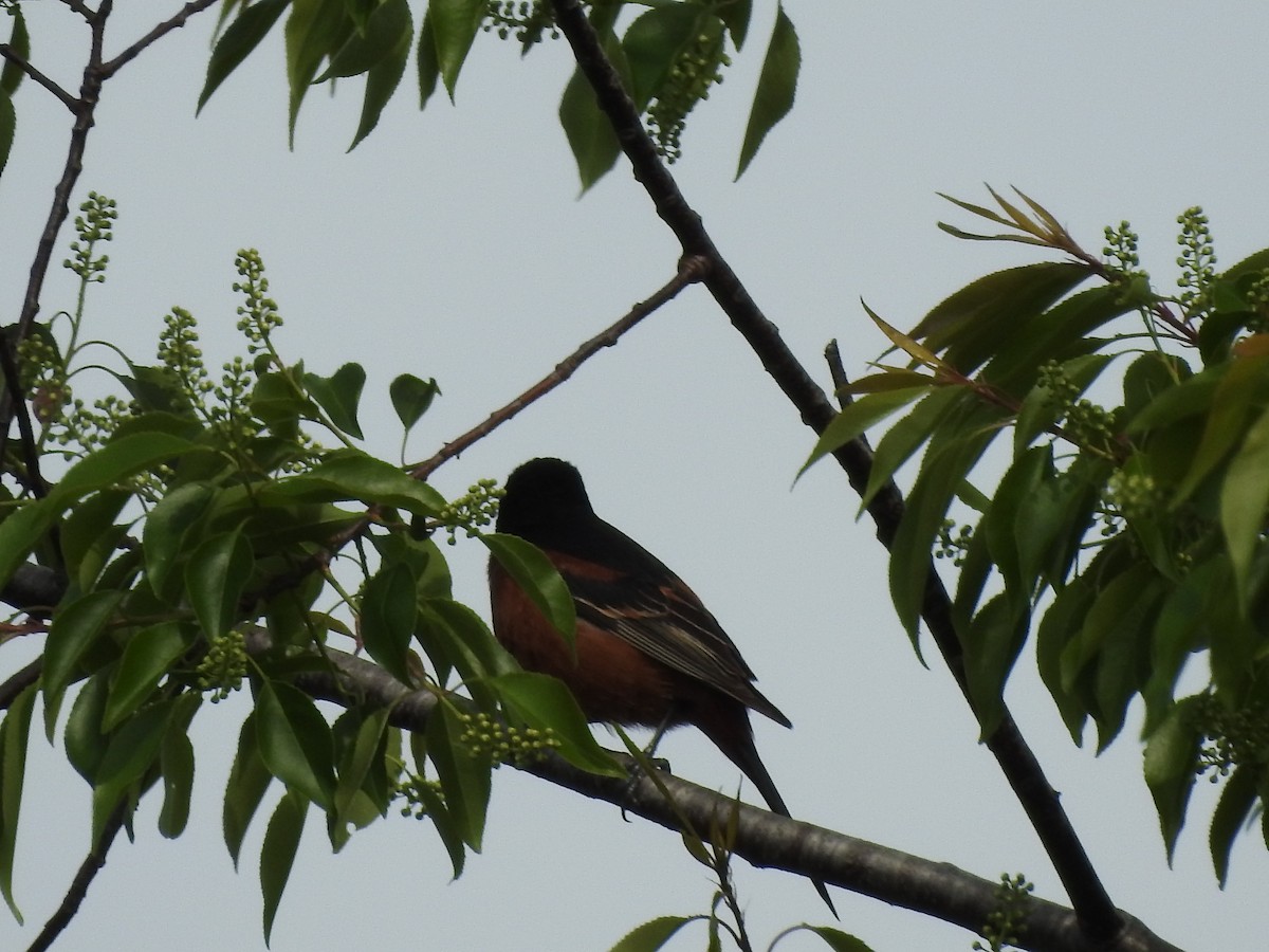 Orchard Oriole - ML563952621