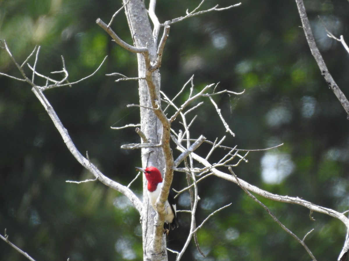 Red-headed Woodpecker - ML563953241