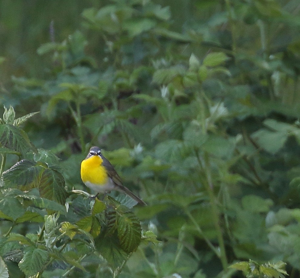 Yellow-breasted Chat - ML56395341