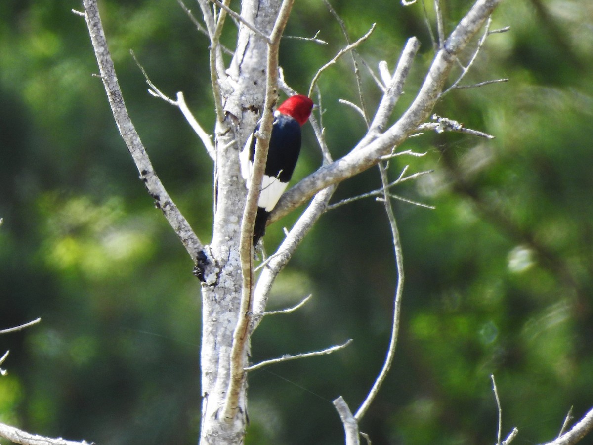Red-headed Woodpecker - ML563953471