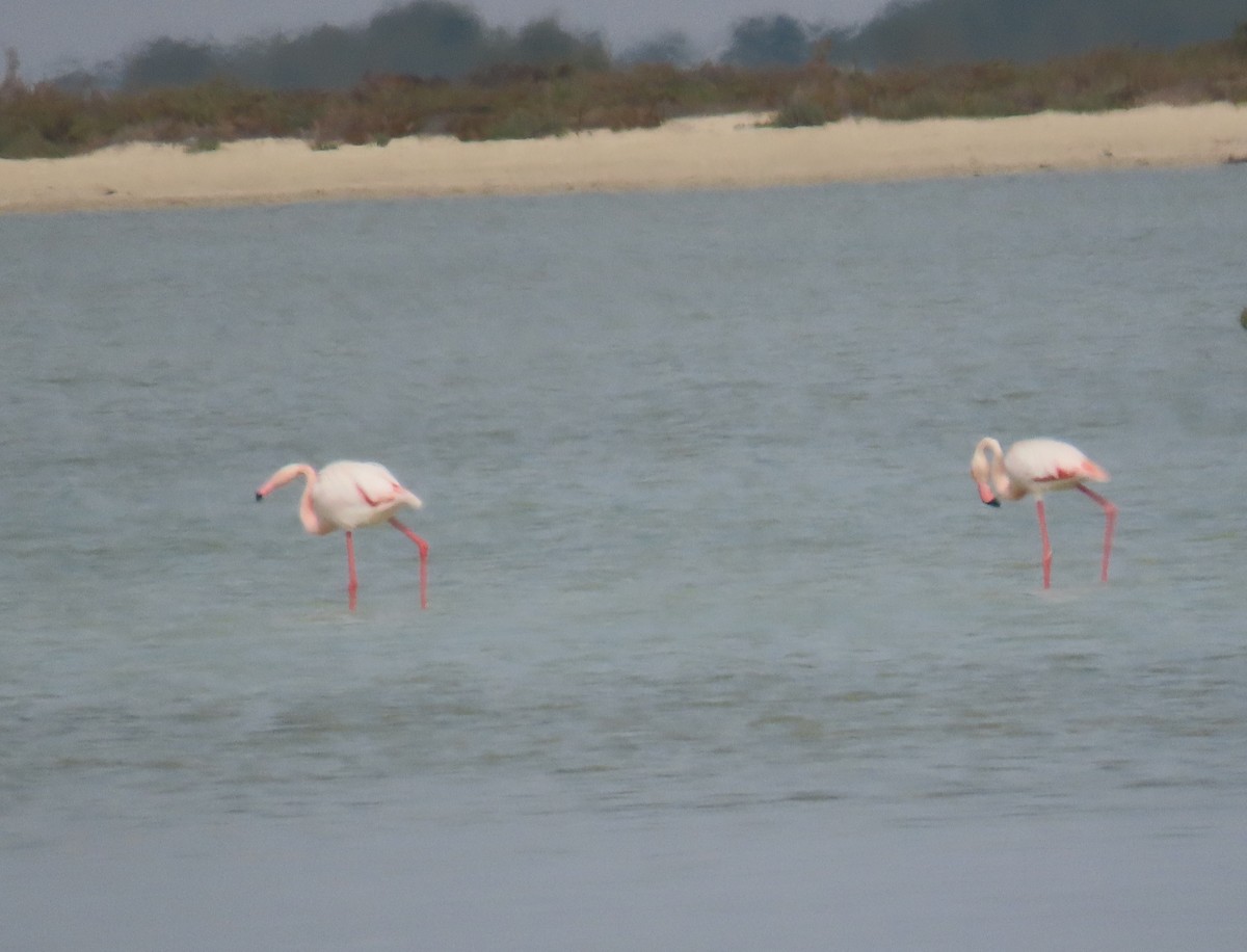 Greater Flamingo - ML563957521