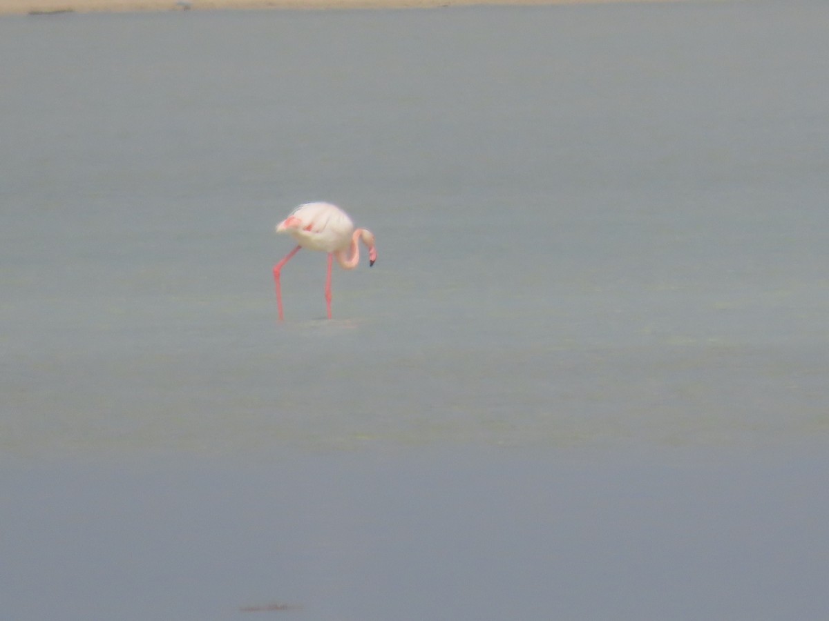 Greater Flamingo - ML563958911