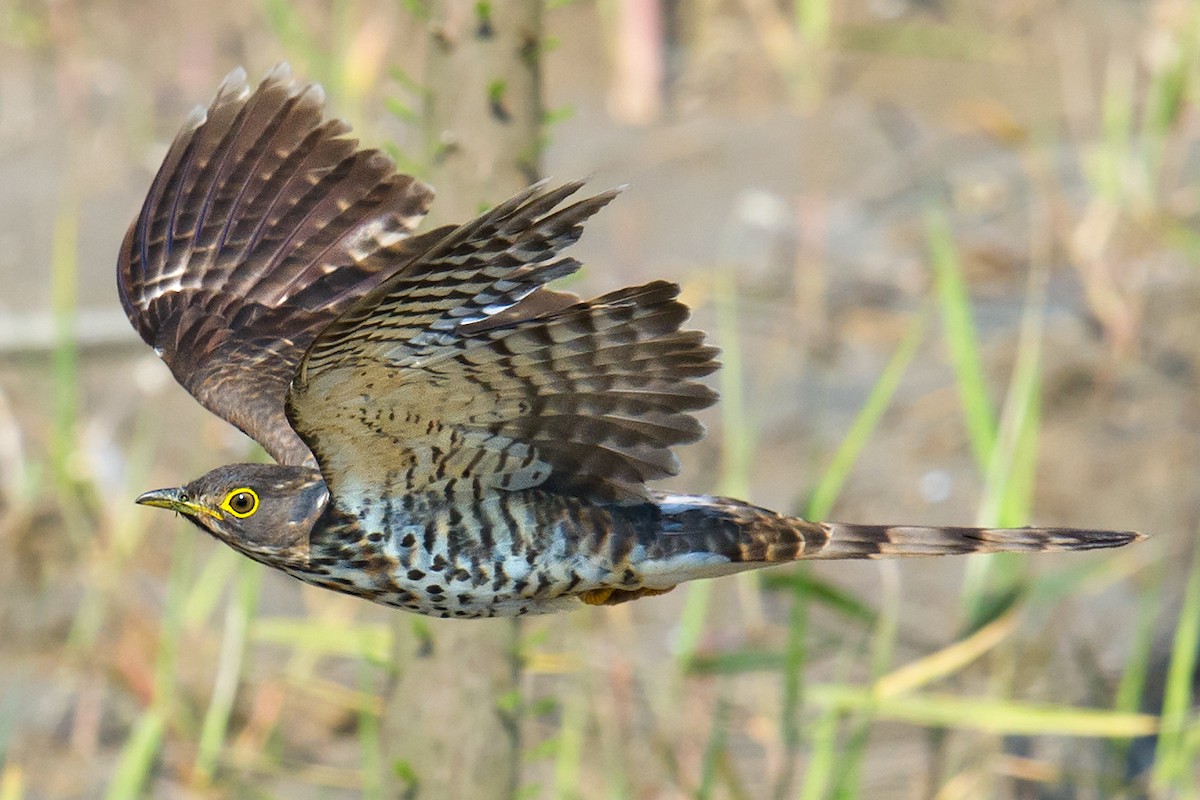 Large Hawk-Cuckoo - Craig Brelsford