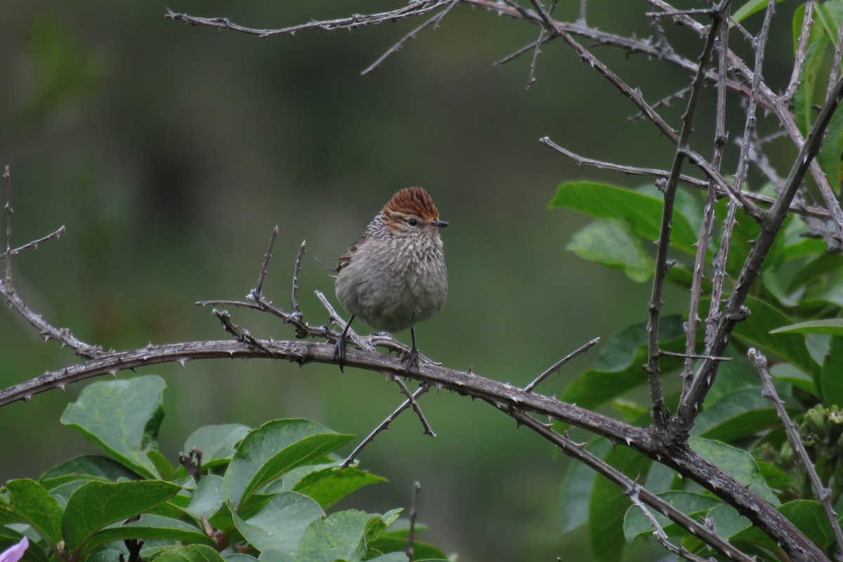 Rusty-crowned Tit-Spinetail - Manuel Roncal https://avesdecajamarca.blogspot.com