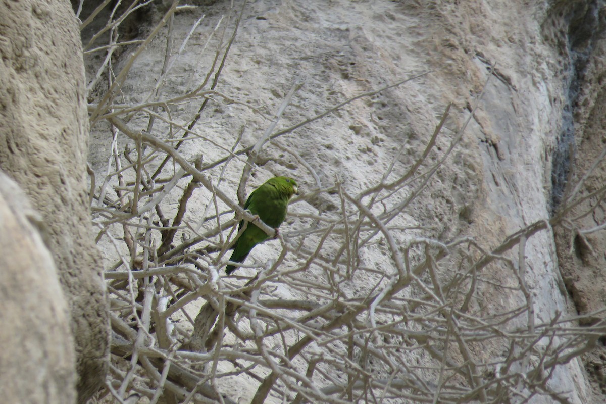 Andean Parakeet - ML56396421