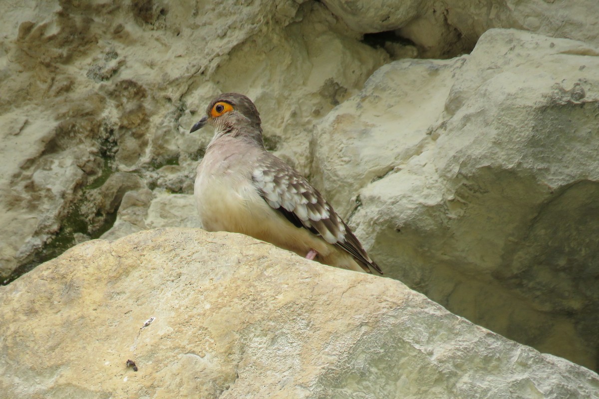 Bare-faced Ground Dove - Manuel Roncal Inca Finch